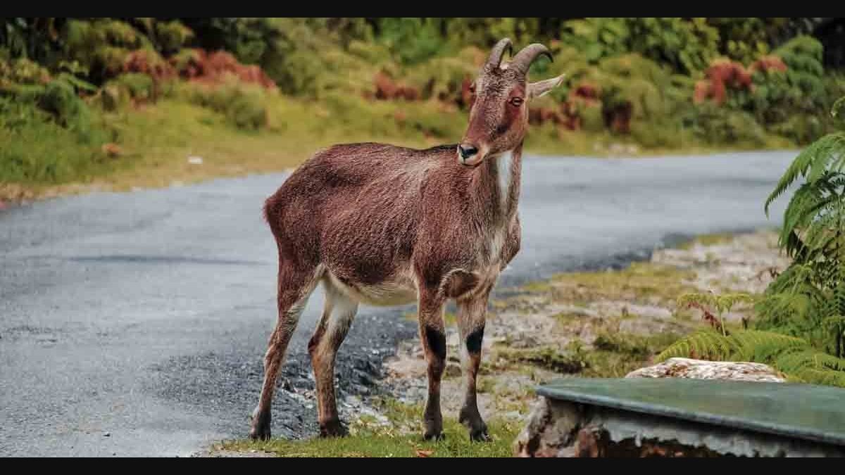 Nilgiri Tahr Conservation Project